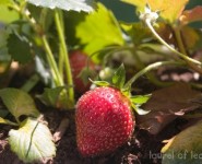 Local Produce