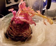 Cabbage Flower