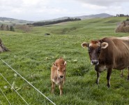 What Happens in the Stomach of Corn-fed Cows