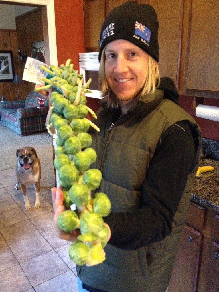 Brussels sprouts on a stalk