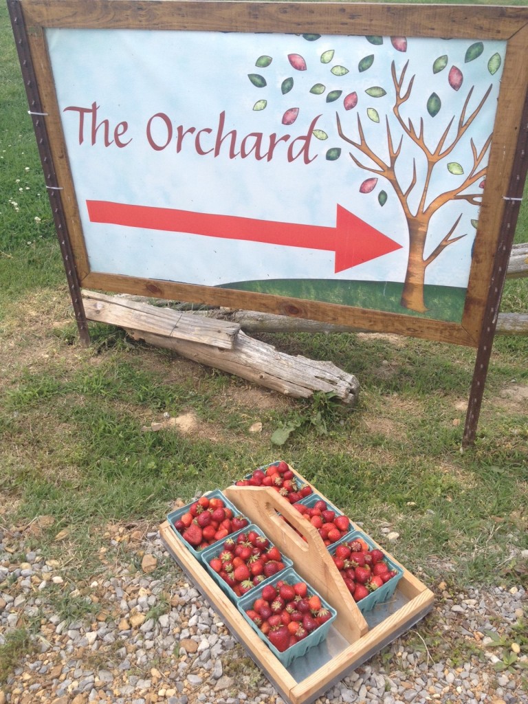 Freshly picked strawberries