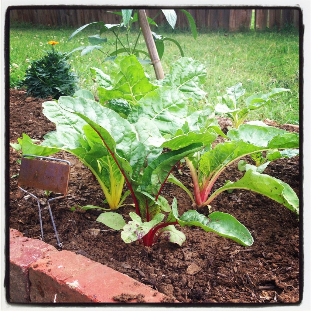 Swiss Chard in our Garden